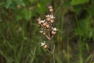 Rhexia petiolata, photographed by Reid Hardin