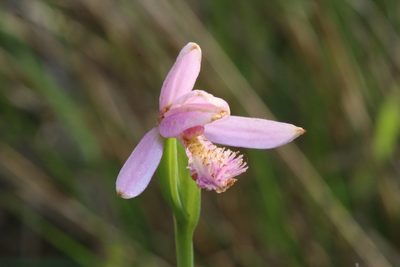 Pogonia ophioglossoides, photographed by Reid Hardin