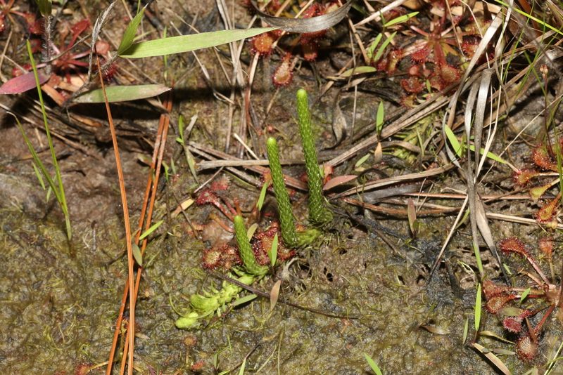 Lycopodiella appressa, photographed by Reid Hardin