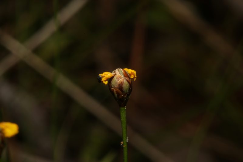 Xyris baldwiniana, photographed by Reid Hardin