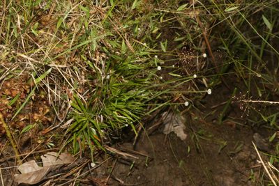 Paepalanthus anceps, photographed by Reid Hardin