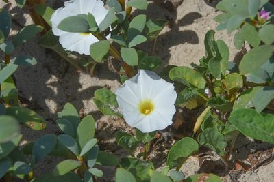 Ipomoea imperati, photographed by Jay Pruett