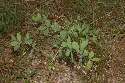 Baptisia leucophaea, photographed by Reid Hardin