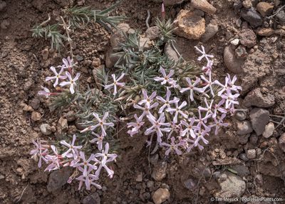 Phlox longifolia, photographed by Tim Messick
