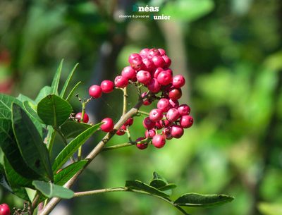 Schinus terebinthifolia, photographed by Enéas V. Gouvêa Junior