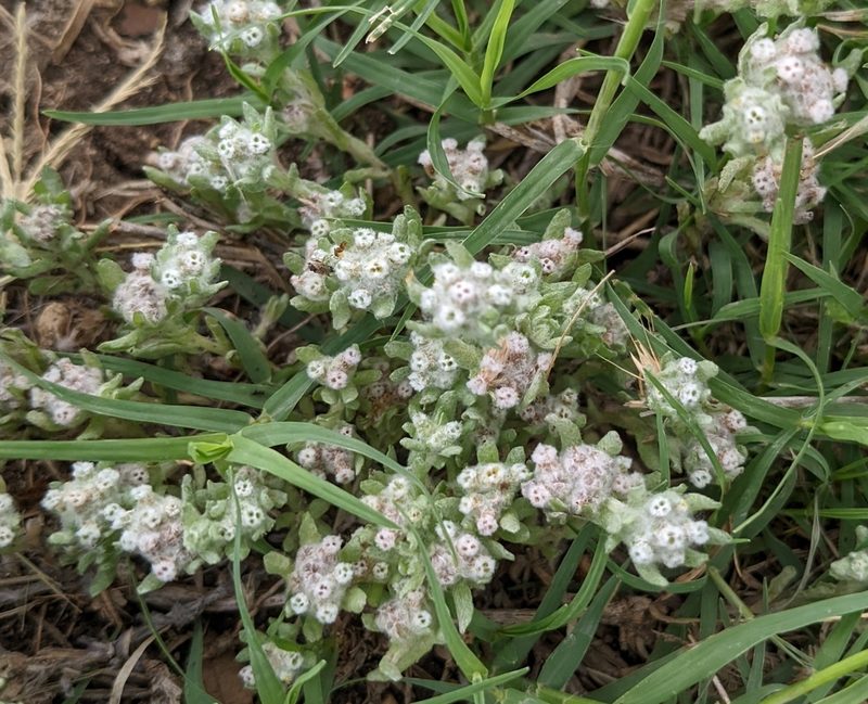 Diaperia verna, photographed by mattmsa