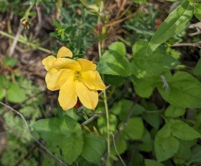 Menodora heterophylla, photographed by mattmsa