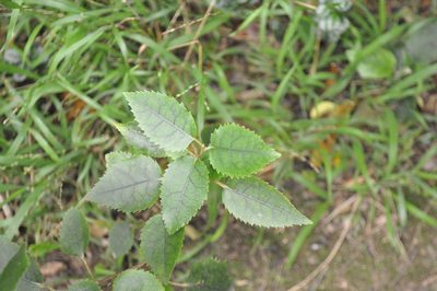 Hoheria populnea, photographed by Tony Wills