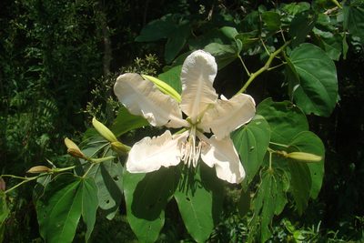 Bauhinia forficata, photographed by Lucas Kaminski