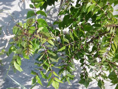 Zanthoxylum clava-herculis, photographed by Ryan Watson