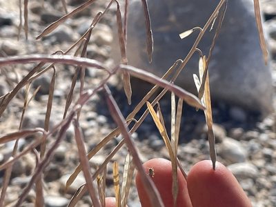 Streptanthus longirostris