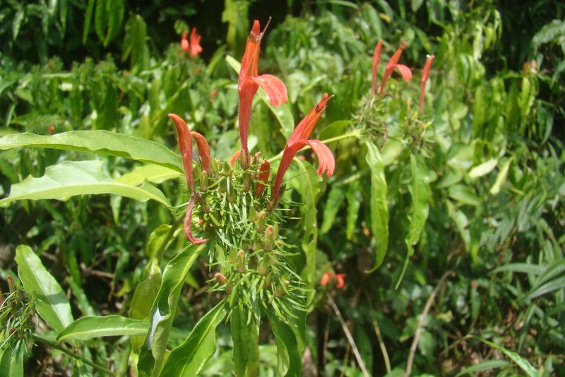Justicia brasiliana, photographed by Lucas Kaminski