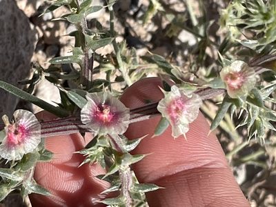 Salsola kali, photographed by Bobby McCabe