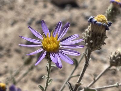 Dieteria canescens, photographed by Bobby McCabe