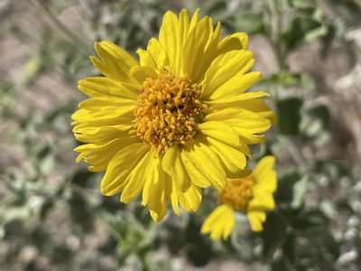 Encelia virginensis, photographed by Bobby McCabe