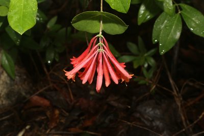 Lonicera sempervirens, photographed by Reid Hardin