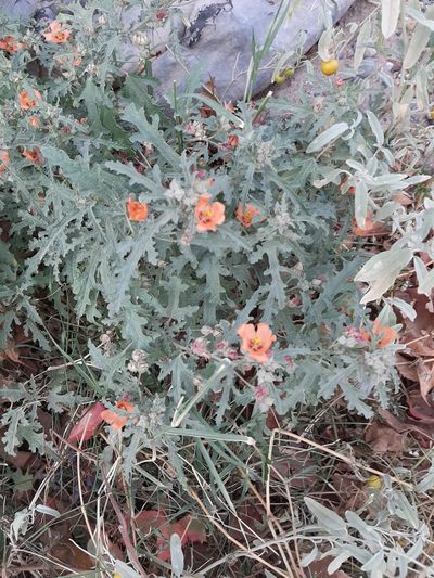 Sphaeralcea australis, photographed by veonatura