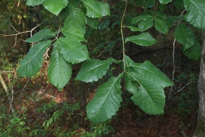 Quercus michauxii, photographed by Reid Hardin