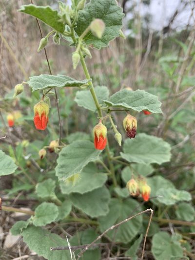 Hermannia texana, photographed by Salem De La Luna