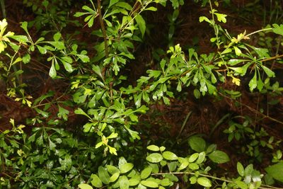 Crataegus spathulata, photographed by Reid Hardin