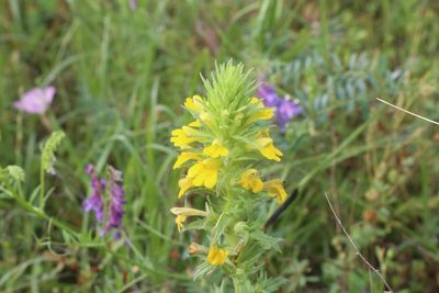 Parentucellia viscosa, photographed by Reid Hardin