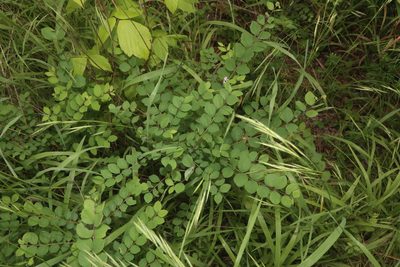 Symphoricarpos orbiculatus, photographed by Reid Hardin