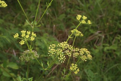 Polytaenia texana, photographed by Reid Hardin