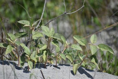 Croton punctatus, photographed by Ryan Watson