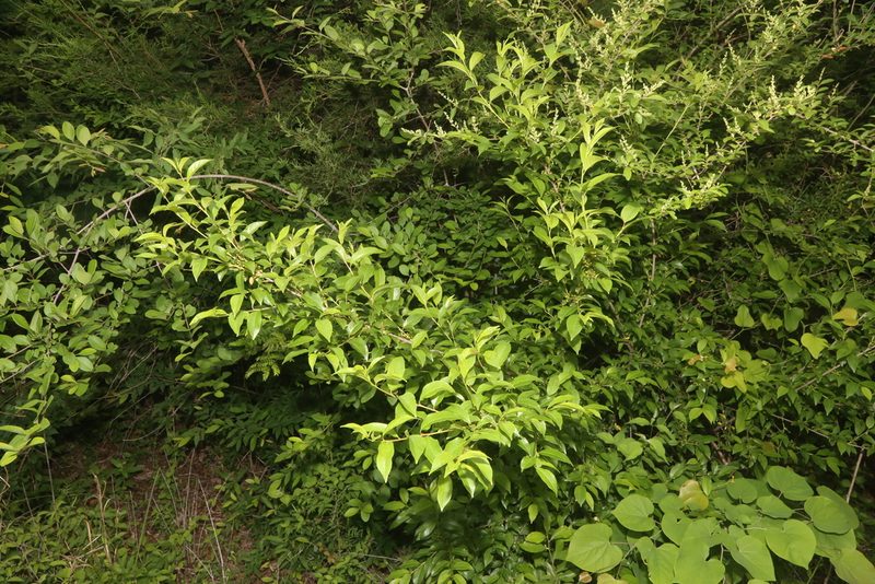 Rhamnus lanceolata, photographed by Reid Hardin