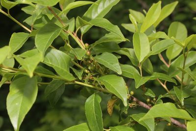 Rhamnus lanceolata, photographed by Reid Hardin