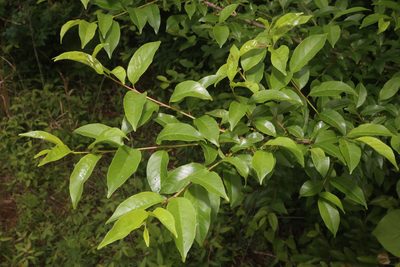 Rhamnus lanceolata, photographed by Reid Hardin
