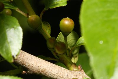 Rhamnus lanceolata, photographed by Reid Hardin