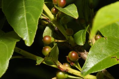 Rhamnus lanceolata, photographed by Reid Hardin