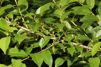 Rhamnus lanceolata, photographed by Reid Hardin