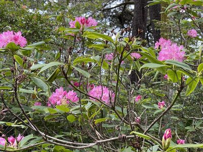 Rhododendron macrophyllum, photographed by rappman