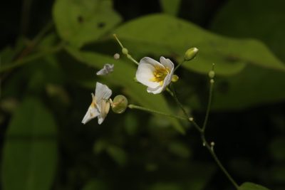 Physaria pallida, photographed by Reid Hardin