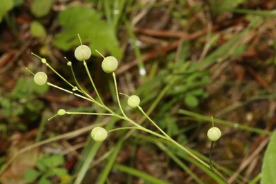 Physaria pallida, photographed by Reid Hardin
