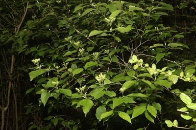 Cornus drummondii, photographed by Reid Hardin