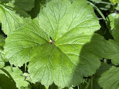 Geum macrophyllum, photographed by rappman