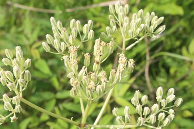 Arnoglossum plantagineum, photographed by Reid Hardin