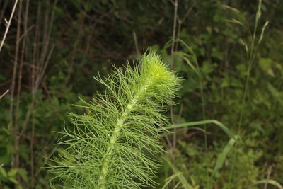Ipomopsis rubra, photographed by Reid Hardin