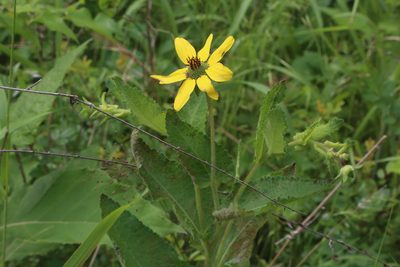 Berlandiera pumila, photographed by Reid Hardin
