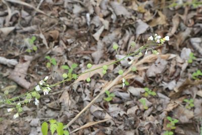 Physaria pallida, photographed by Reid Hardin
