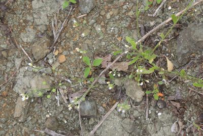 Physaria pallida, photographed by Reid Hardin