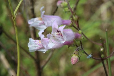 Penstemon laxiflorus, photographed by Reid Hardin