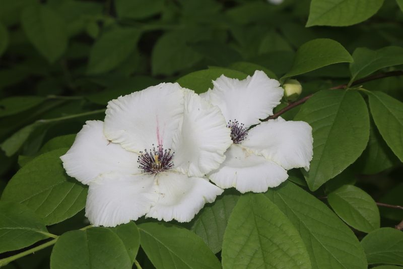 Stewartia malacodendron, photographed by Reid Hardin