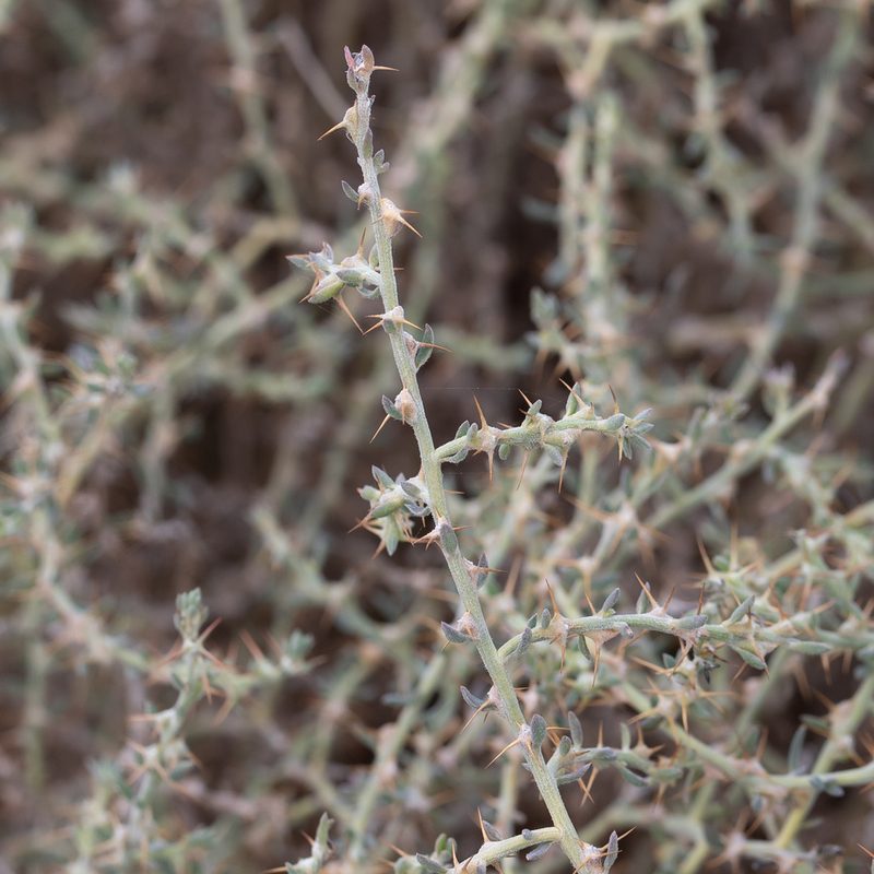 Sclerolaena muricata, photographed by Kym Nicolson