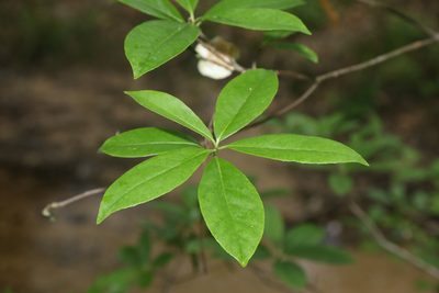 Symplocos tinctoria, photographed by Reid Hardin