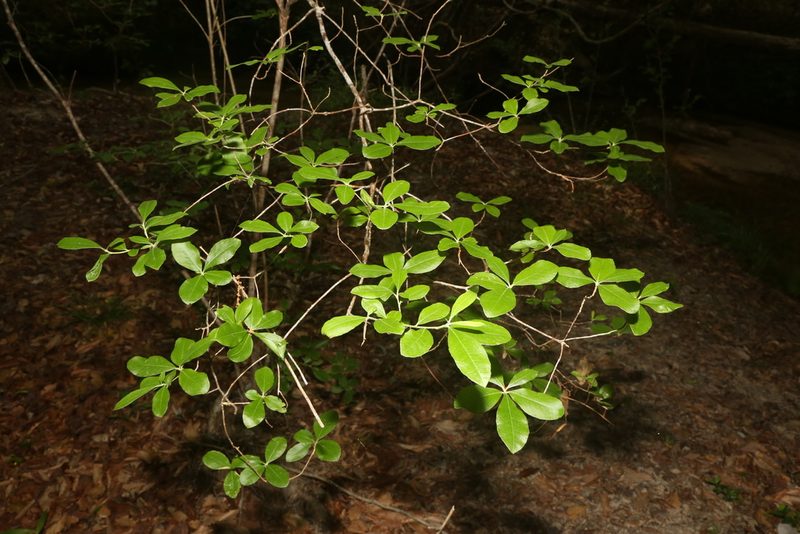 Rhododendron canescens, photographed by Reid Hardin