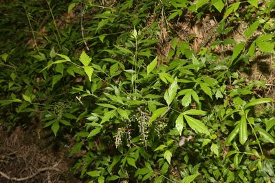 Xanthorhiza simplicissima